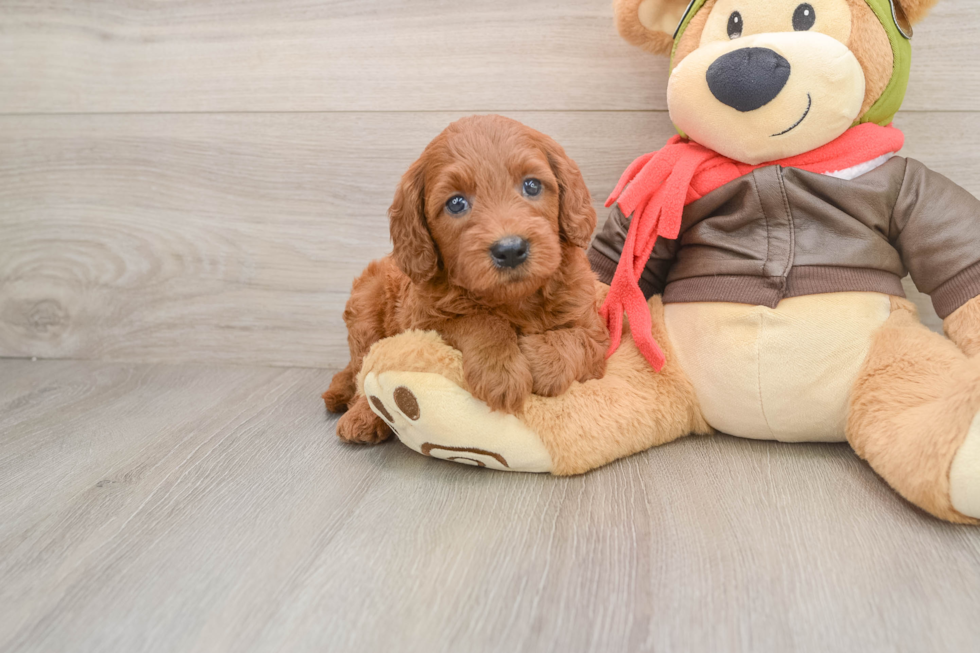 Best Mini Goldendoodle Baby