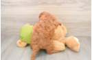 Mini Goldendoodle Puppy for Adoption