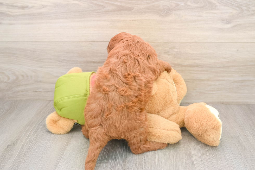 Mini Goldendoodle Puppy for Adoption
