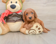 6 week old Mini Goldendoodle Puppy For Sale - Premier Pups