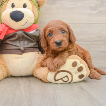 Friendly Mini Goldendoodle Baby