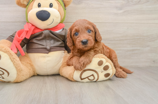 Friendly Mini Goldendoodle Baby