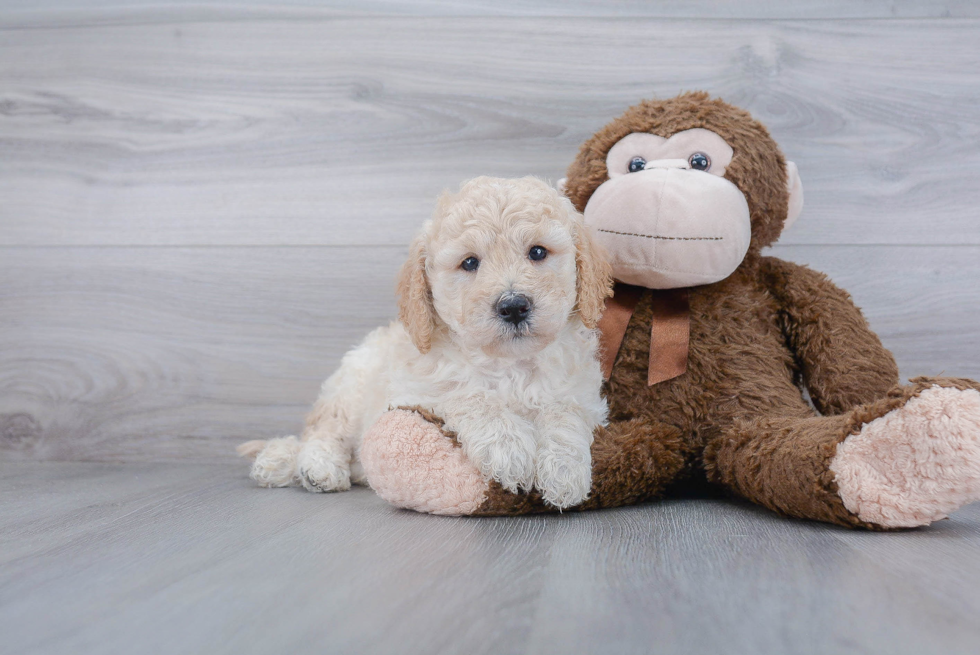 Popular Mini Goldendoodle Poodle Mix Pup