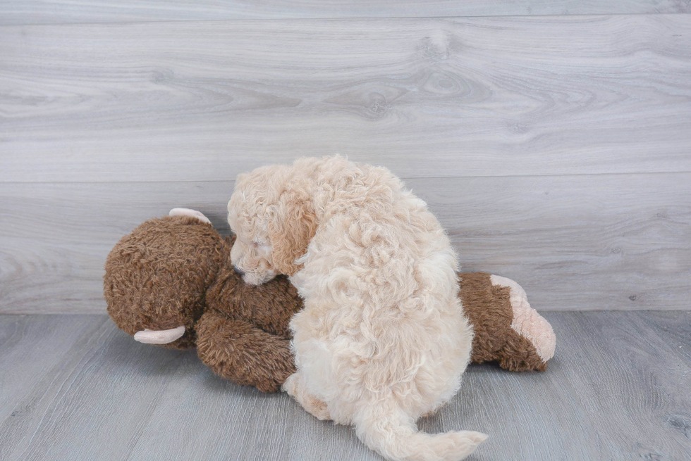 Cute Mini Goldendoodle Baby