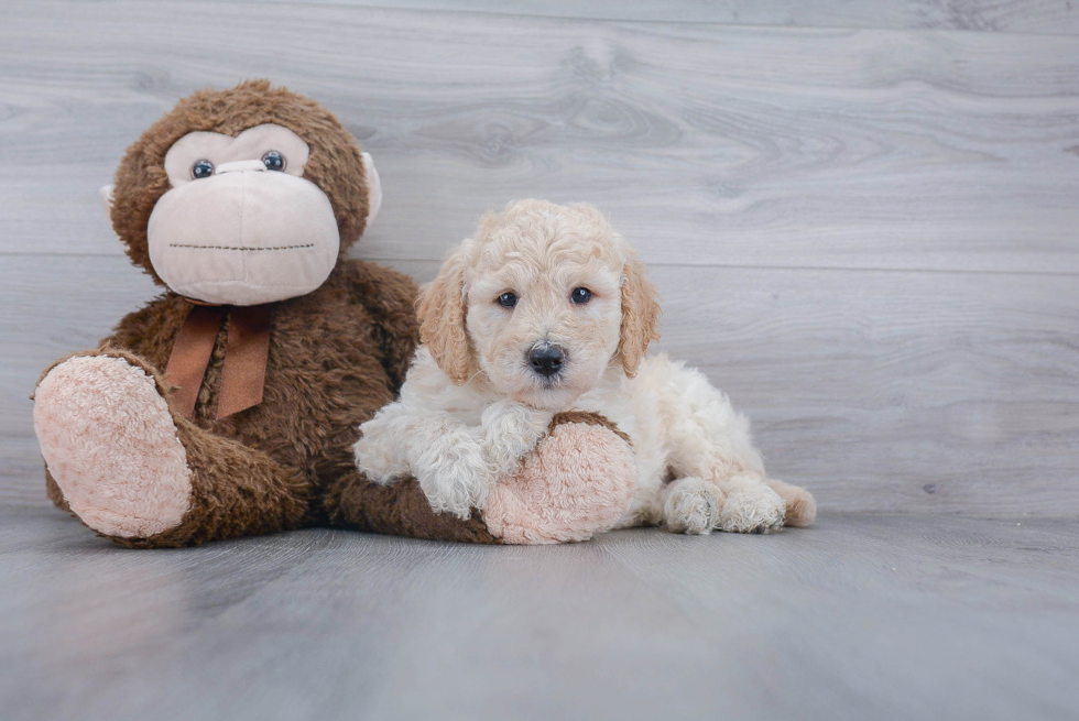 Mini Goldendoodle Pup Being Cute