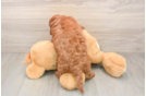 Best Mini Goldendoodle Baby