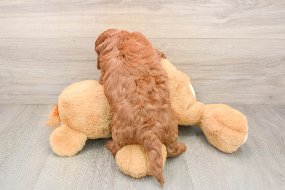 Best Mini Goldendoodle Baby