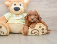5 week old Mini Goldendoodle Puppy For Sale - Premier Pups