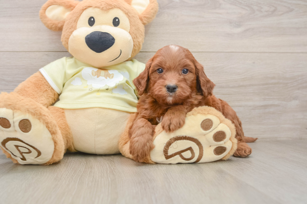 Best Mini Goldendoodle Baby