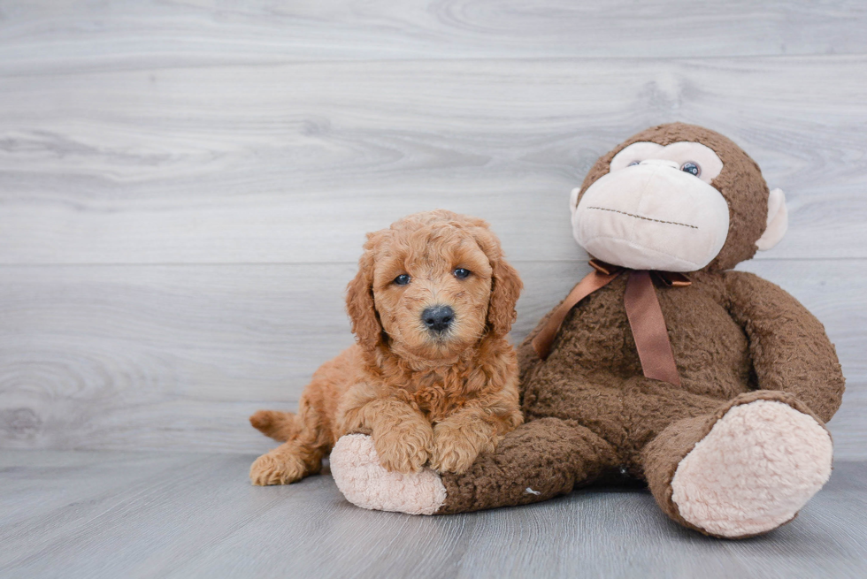 Best Mini Goldendoodle Baby