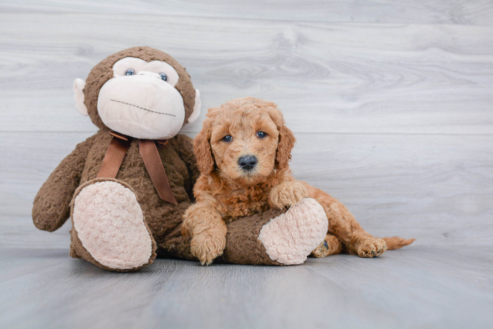 Little Golden Retriever Poodle Mix Puppy