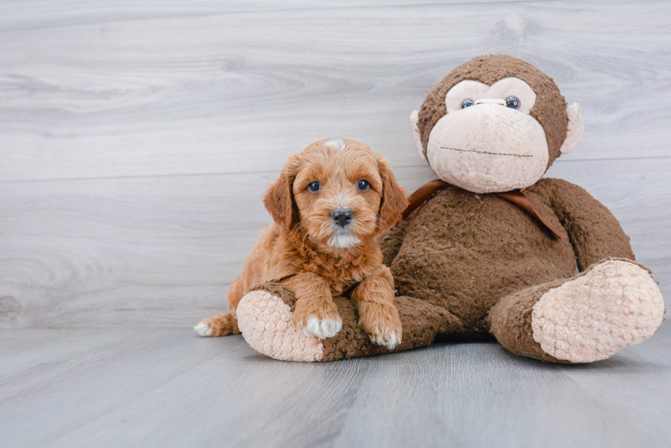 Energetic Golden Retriever Poodle Mix Puppy