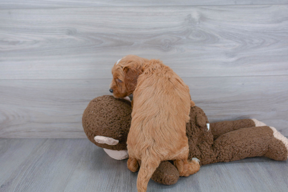 Friendly Mini Goldendoodle Baby