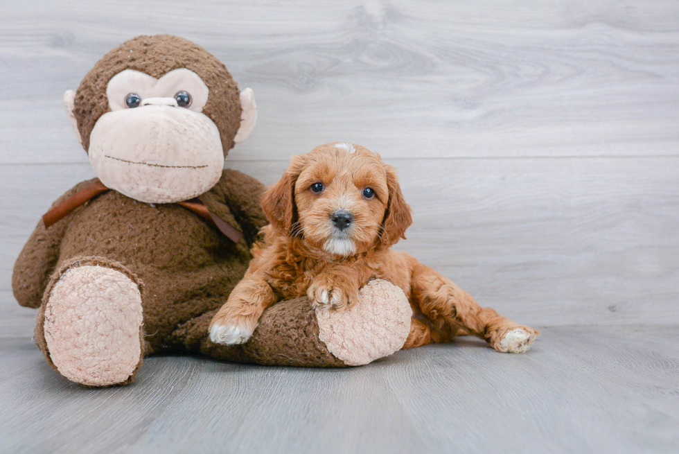 Mini Goldendoodle Pup Being Cute