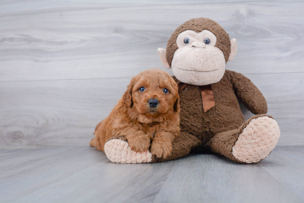 Friendly Mini Goldendoodle Baby