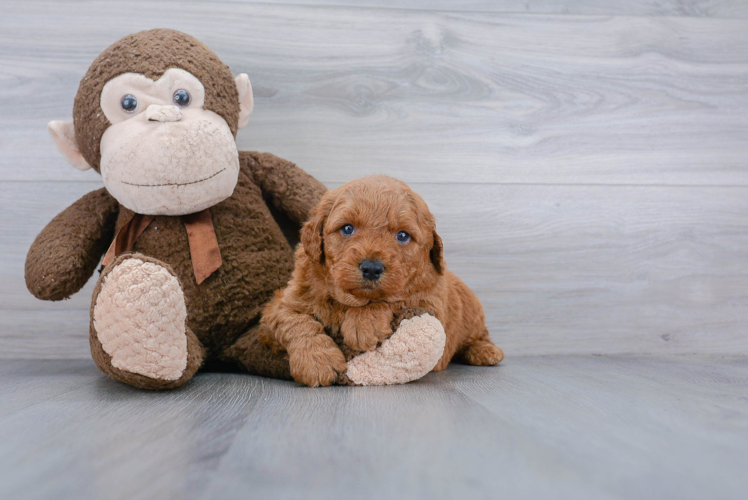 Mini Goldendoodle Puppy for Adoption