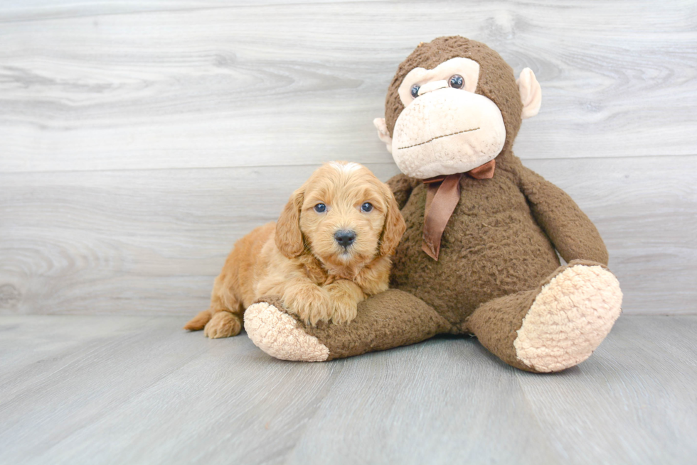 Best Mini Goldendoodle Baby