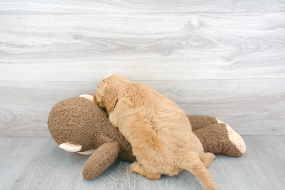 Popular Mini Goldendoodle Poodle Mix Pup