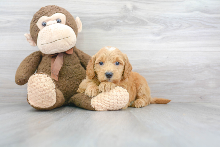 Hypoallergenic Golden Retriever Poodle Mix Puppy