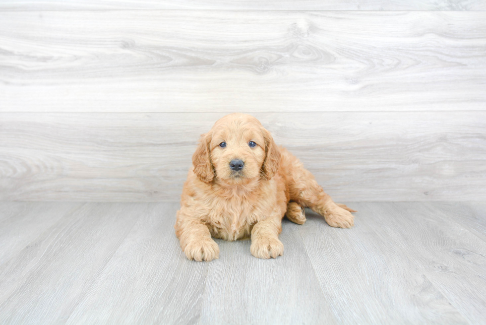 Small Mini Goldendoodle Baby