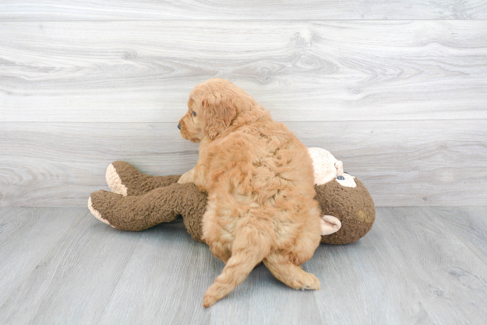 Adorable Golden Retriever Poodle Mix Puppy