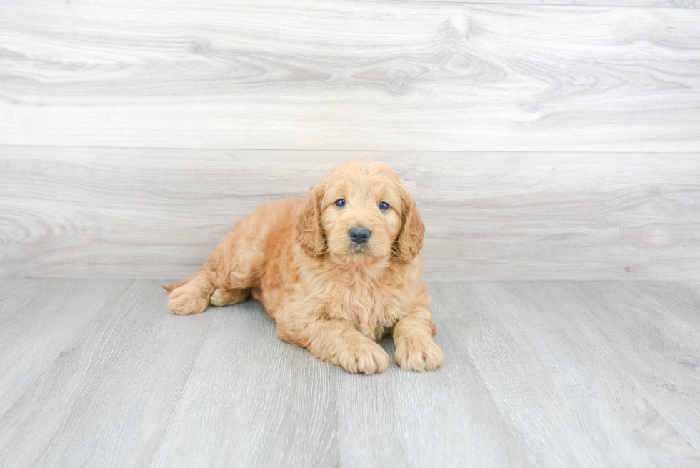 Hypoallergenic Golden Retriever Poodle Mix Puppy