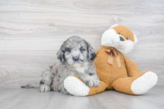 Sweet Mini Goldendoodle Baby