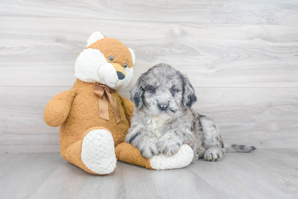 Playful Golden Retriever Poodle Mix Puppy