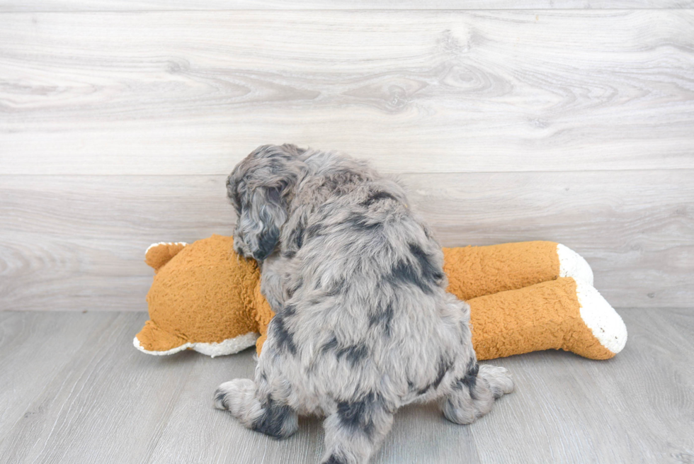 Happy Mini Goldendoodle Baby