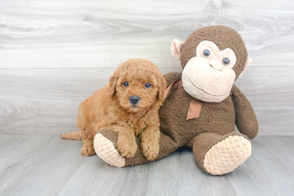 Popular Mini Goldendoodle Poodle Mix Pup