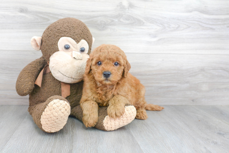 Funny Mini Goldendoodle Poodle Mix Pup