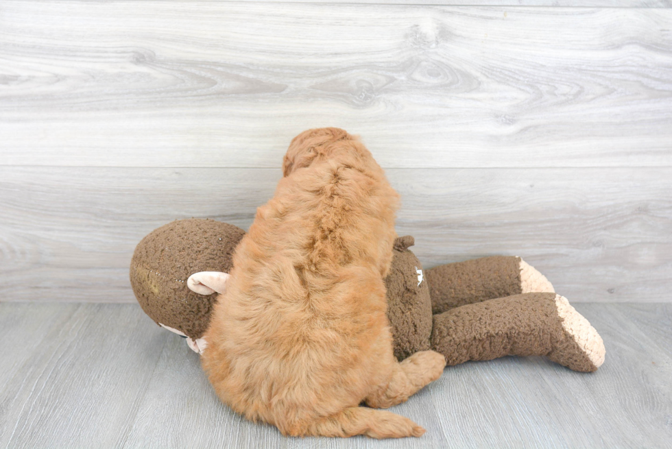 Mini Goldendoodle Puppy for Adoption