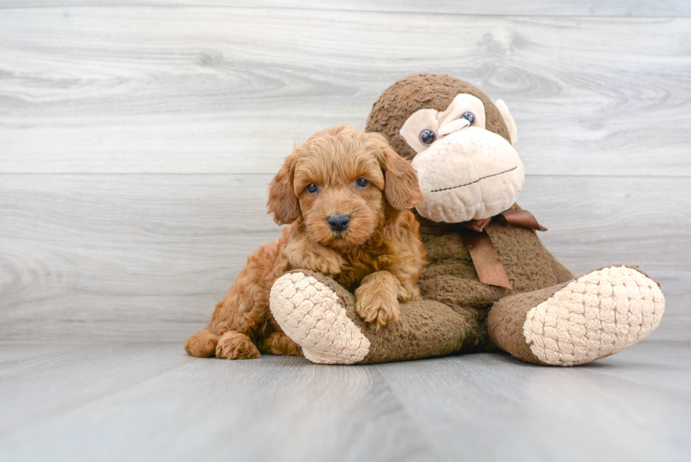 Adorable Golden Retriever Poodle Mix Puppy