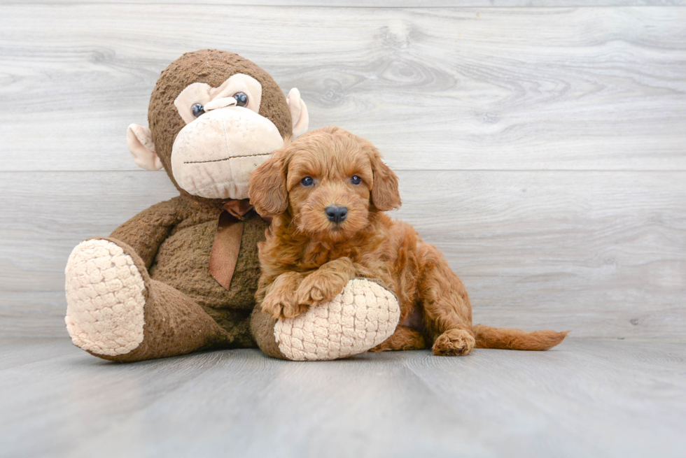 Friendly Mini Goldendoodle Baby