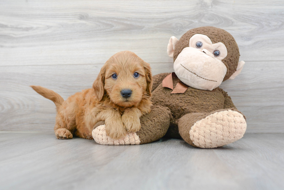 Best Mini Goldendoodle Baby