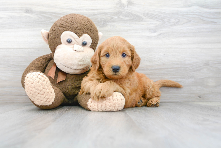 Happy Mini Goldendoodle Baby