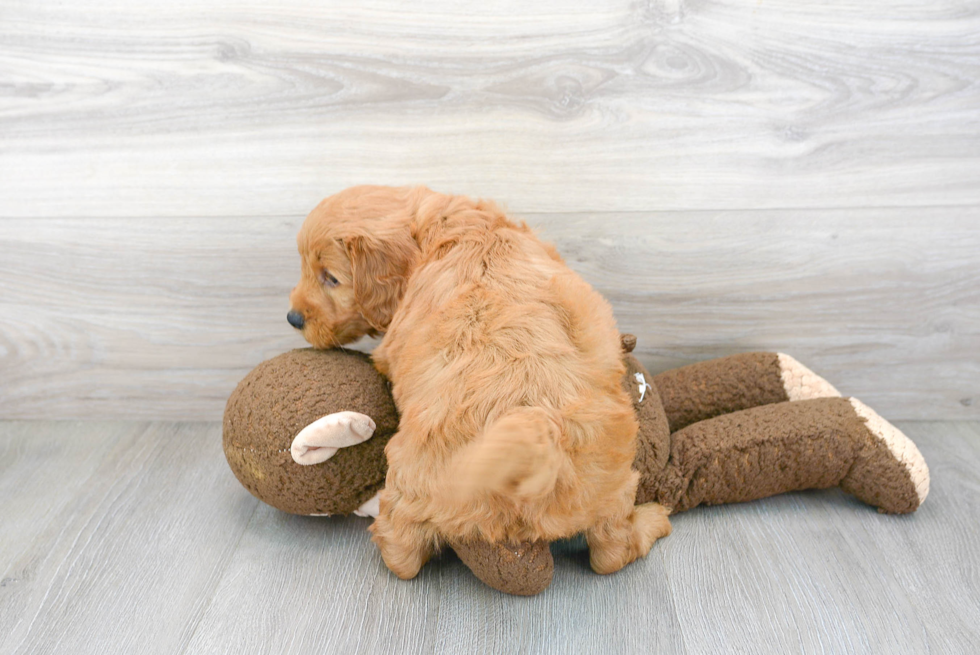 Friendly Mini Goldendoodle Baby