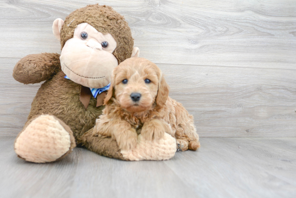 Mini Goldendoodle Pup Being Cute