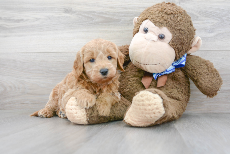 Mini Goldendoodle Puppy for Adoption