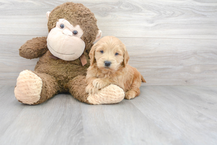 Mini Goldendoodle Puppy for Adoption