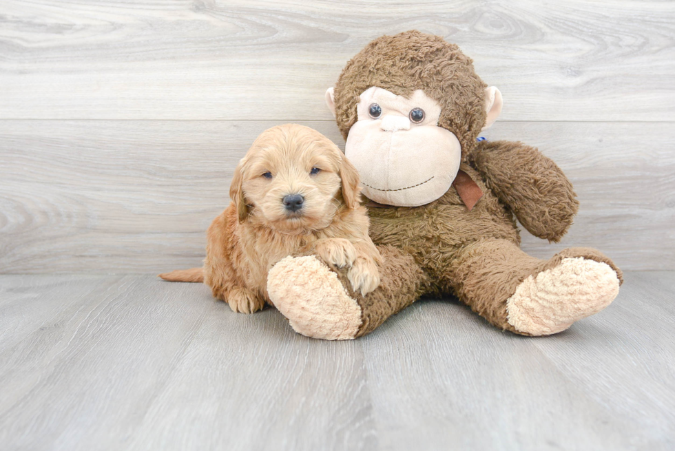 Mini Goldendoodle Puppy for Adoption