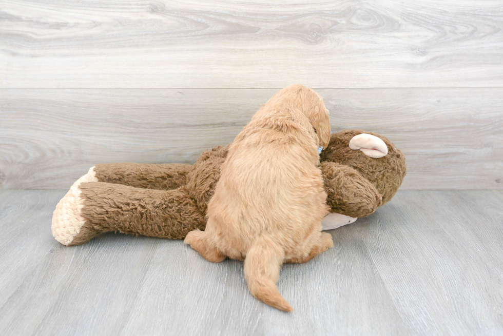 Cute Mini Goldendoodle Baby