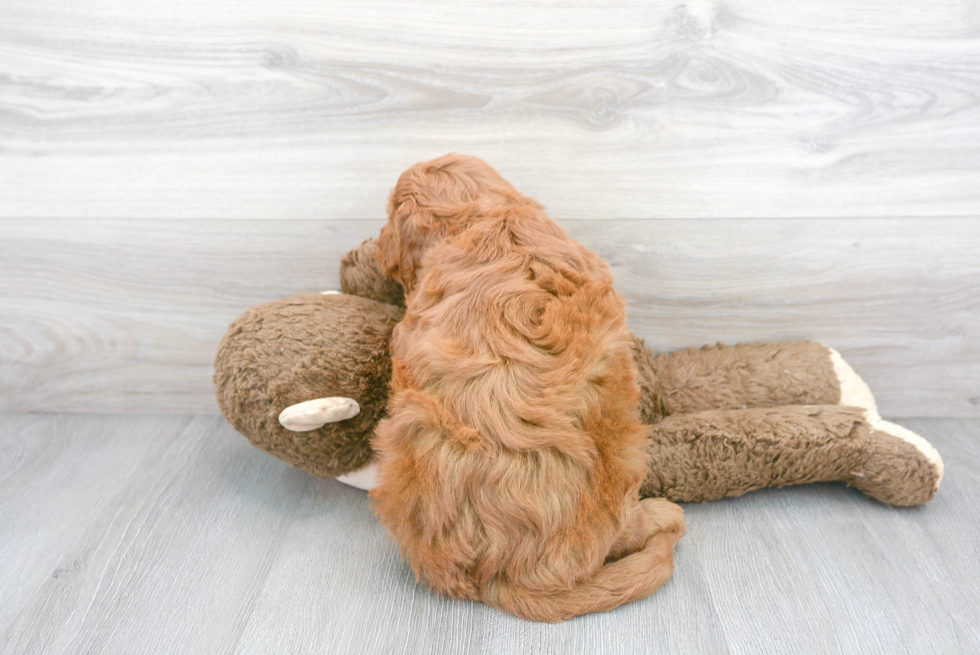 Energetic Golden Retriever Poodle Mix Puppy