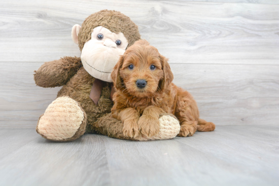 Best Mini Goldendoodle Baby