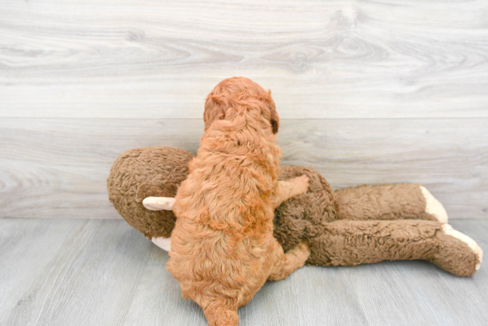 Mini Goldendoodle Puppy for Adoption