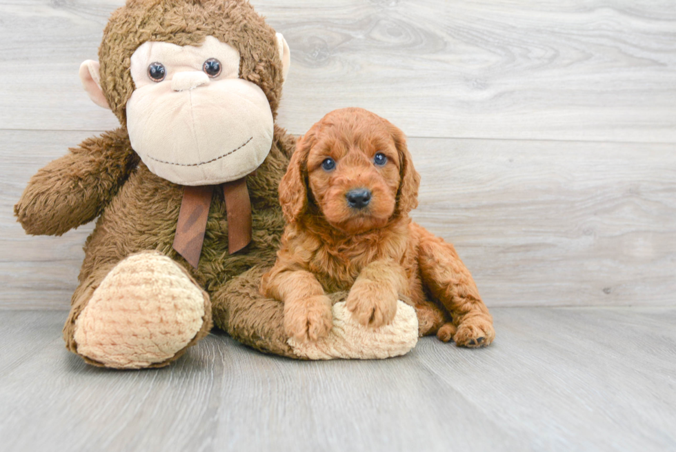 Best Mini Goldendoodle Baby