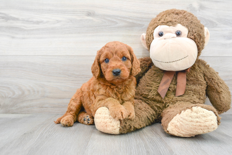 Hypoallergenic Golden Retriever Poodle Mix Puppy