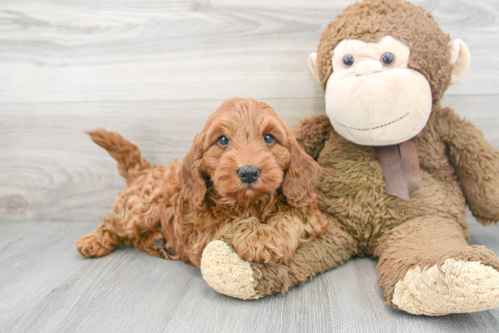 Best Mini Goldendoodle Baby