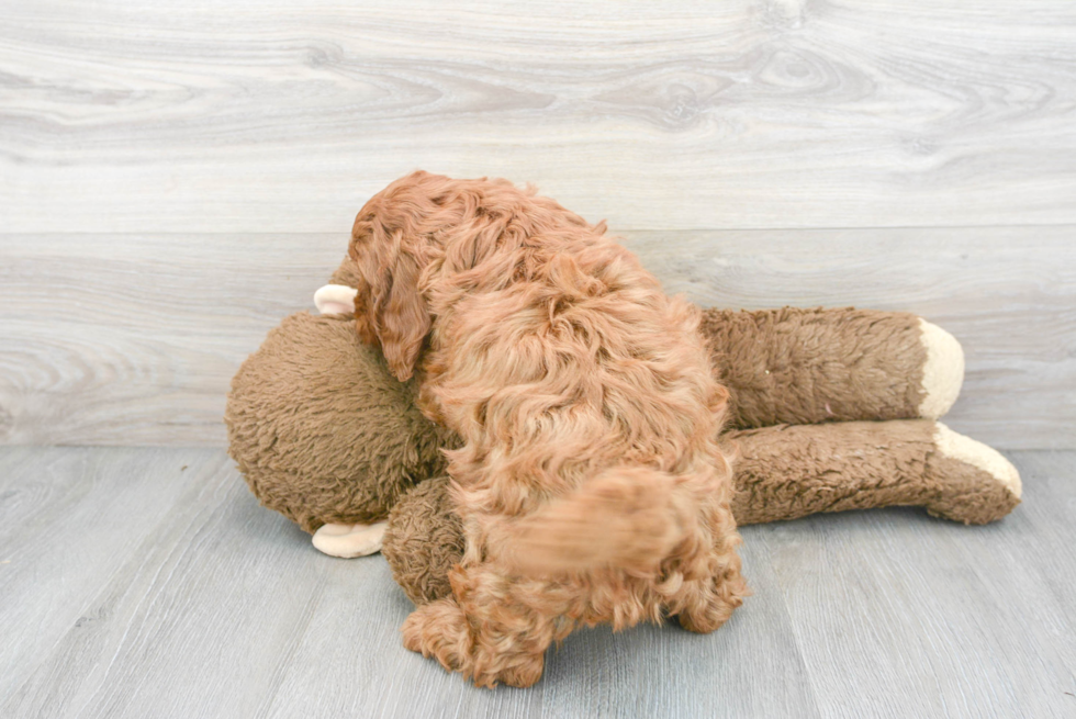 Small Mini Goldendoodle Baby