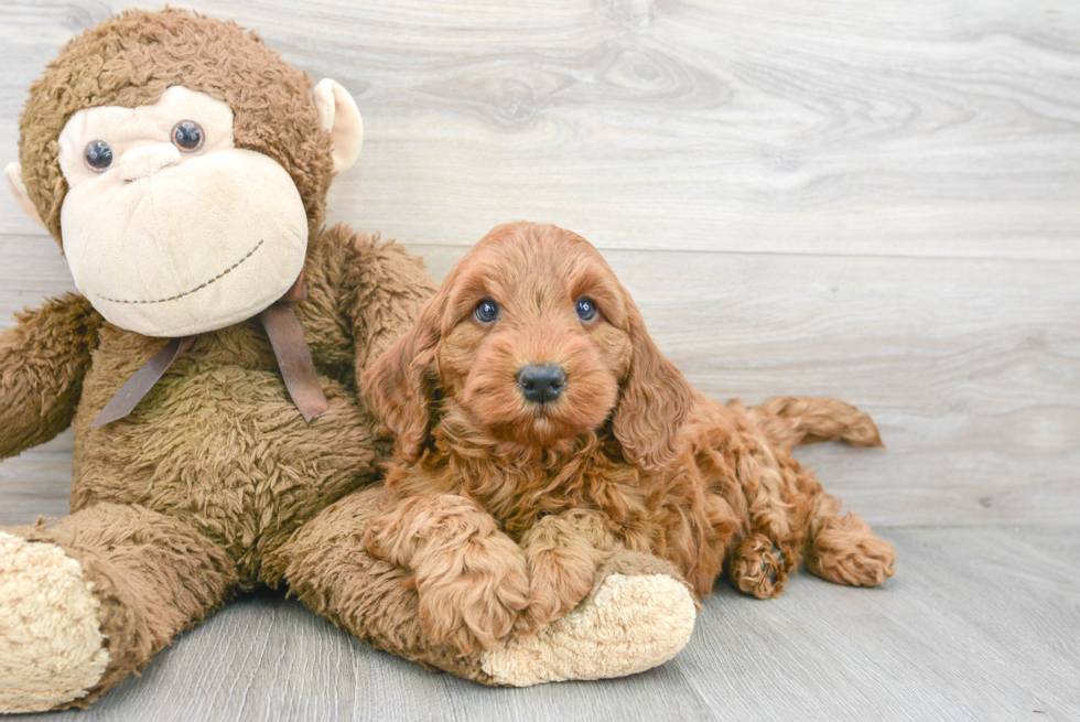 Playful Golden Retriever Poodle Mix Puppy